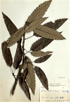 藏品(栓皮櫟)的圖片